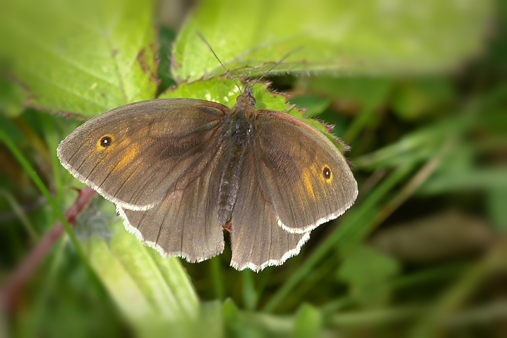 Identify British Butterflies | The Wildlife Trusts